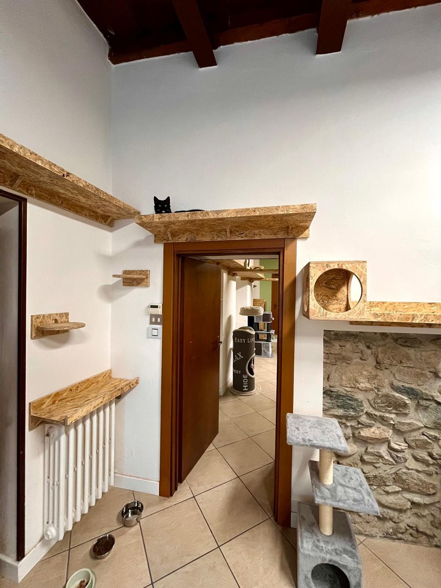 Gatto in alto su una mensola tra gli spazi liberi della struttura