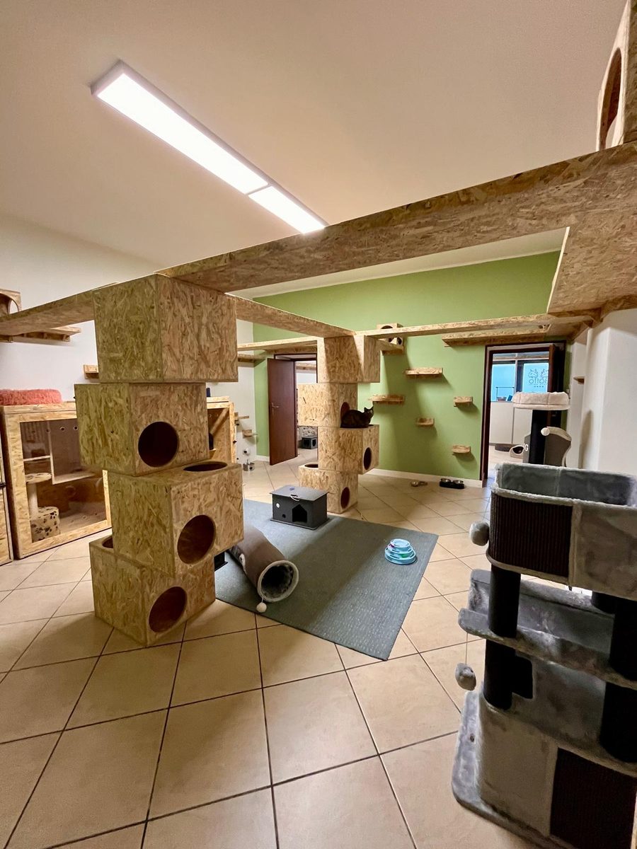 Sala comune luminosa con torri, tunnel e tappeto gioco per gatti